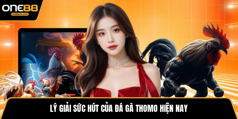 Đá Gà Thomo - Đấu Trường Kịch Tính Giữa Biên Cương - tavip.buzz